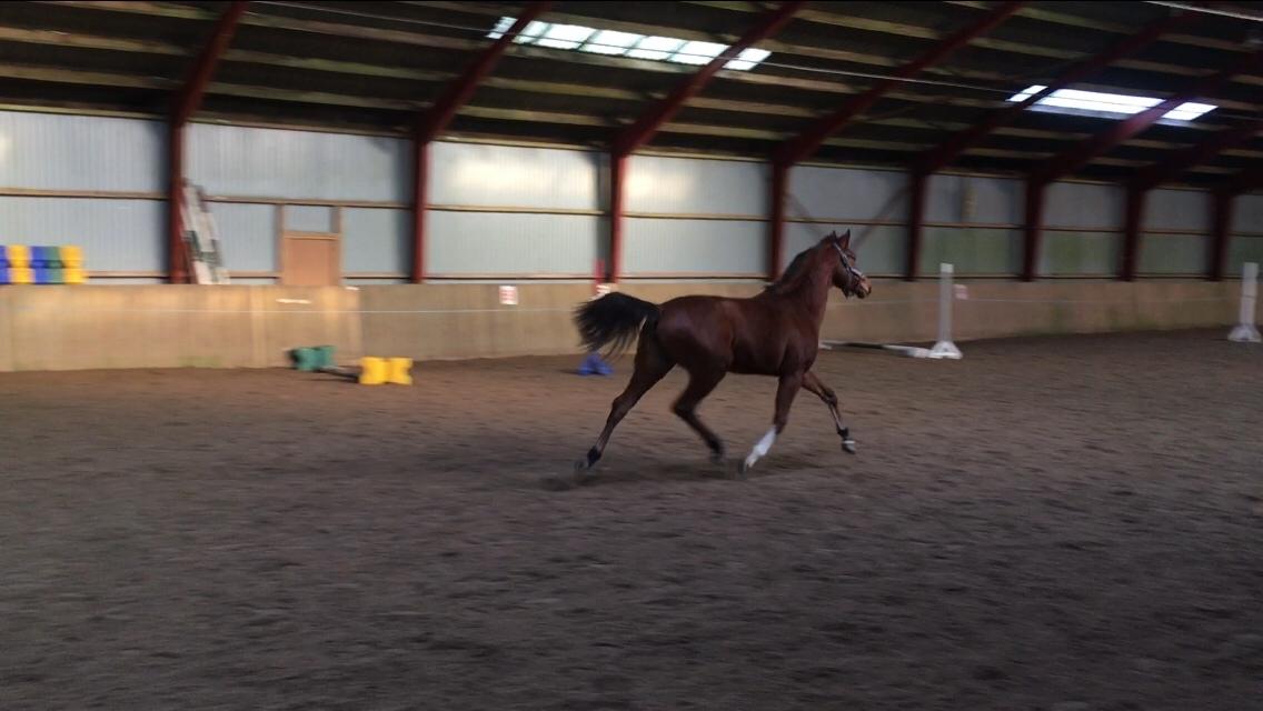 Dansk Varmblod A.B.Cahlua billede 9