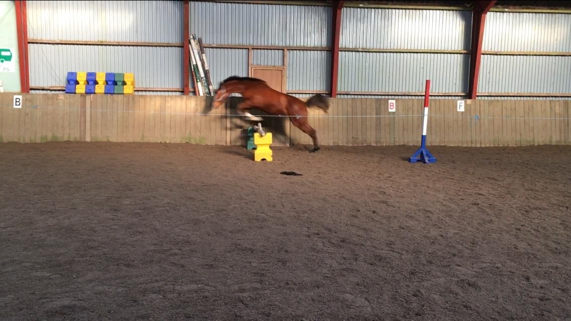 Dansk Varmblod A.B.Cahlua billede 10