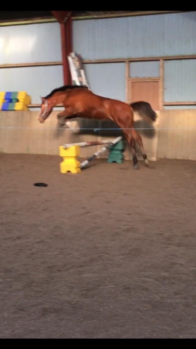 Dansk Varmblod A.B.Cahlua billede 11