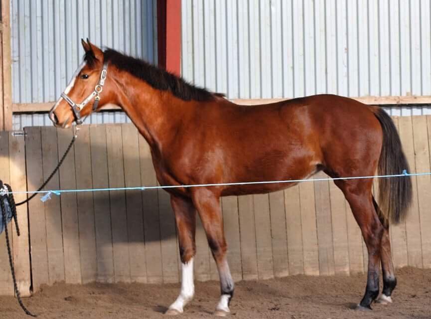 Dansk Varmblod A.B.Cahlua billede 12