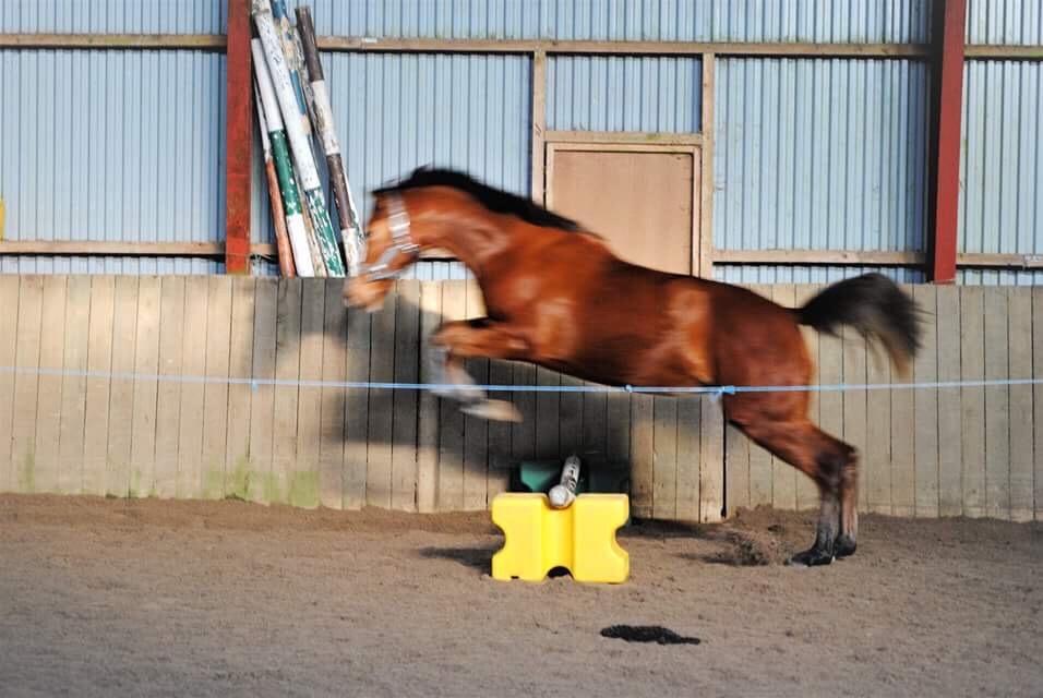 Dansk Varmblod A.B.Cahlua billede 13