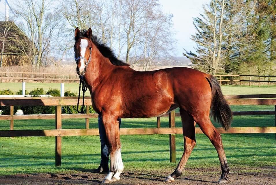 Dansk Varmblod A.B.Cahlua billede 14