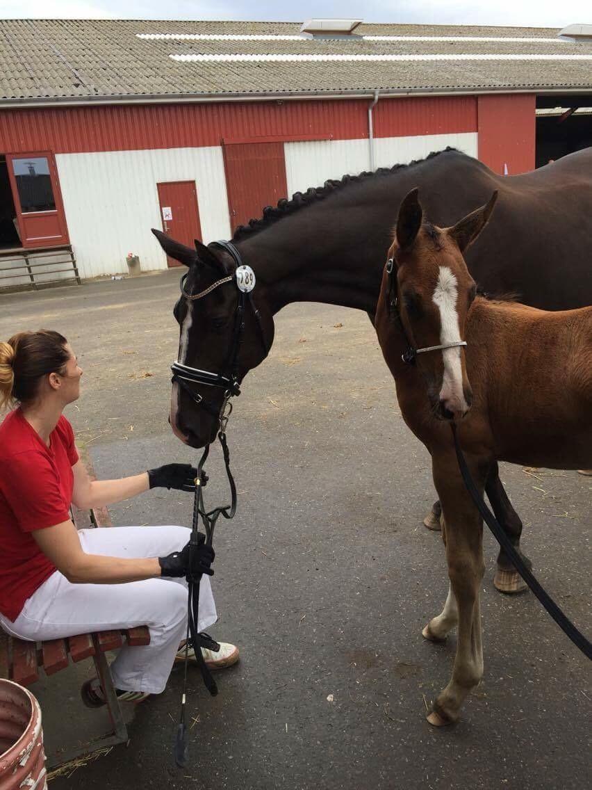 Dansk Varmblod A.B. Dodge Boy billede 2
