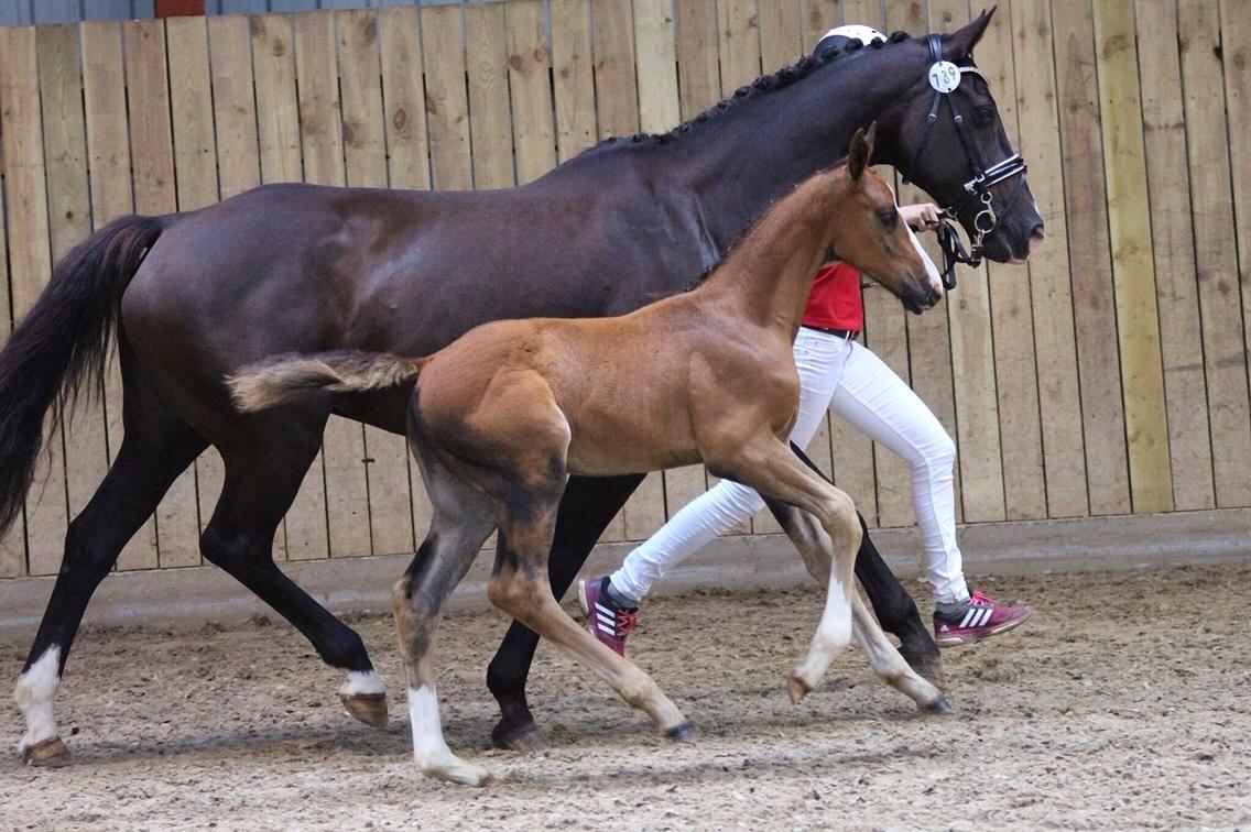 Dansk Varmblod A.B. Dodge Boy billede 1