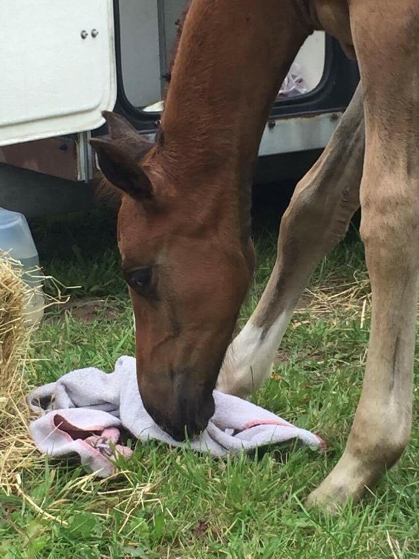 Dansk Varmblod A.B. Dodge Boy billede 4