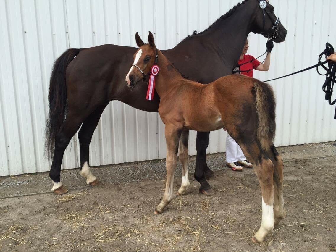 Dansk Varmblod A.B. Dodge Boy billede 3