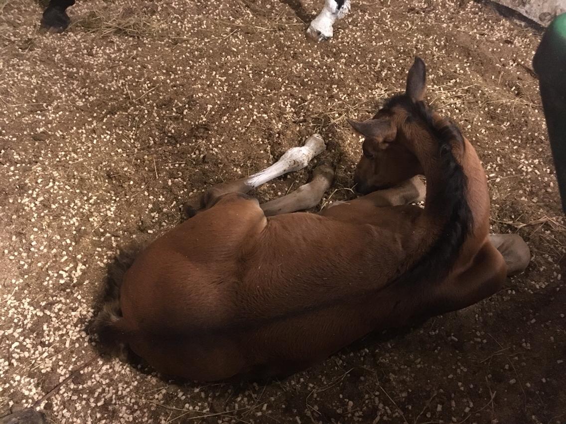 Dansk Varmblod A.B. Dodge Boy billede 6