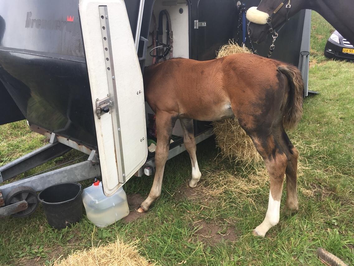 Dansk Varmblod A.B. Dodge Boy billede 5