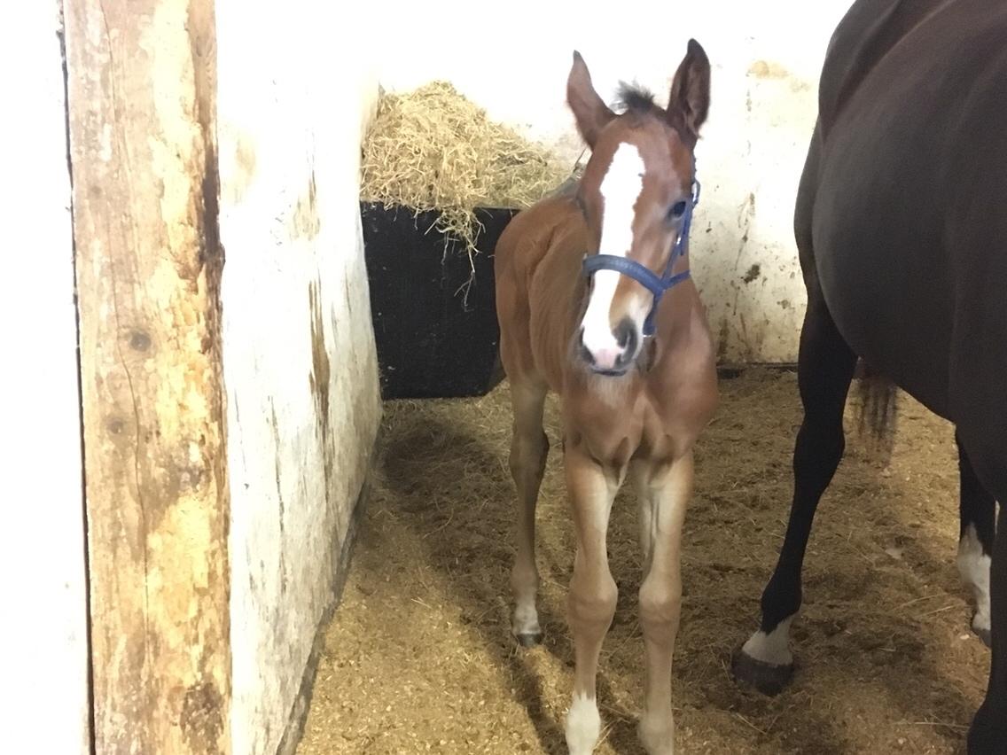 Dansk Varmblod A.B. Dodge Boy billede 8