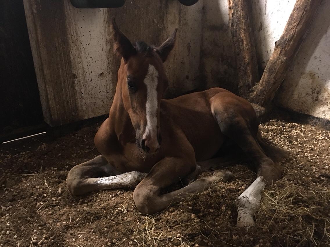 Dansk Varmblod A.B. Dodge Boy billede 7