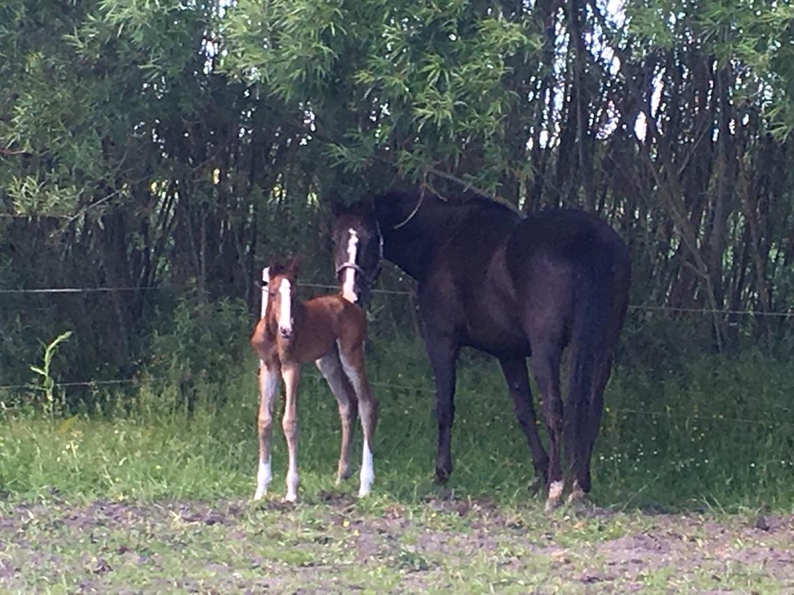 Dansk Varmblod A.B. Dodge Boy billede 9
