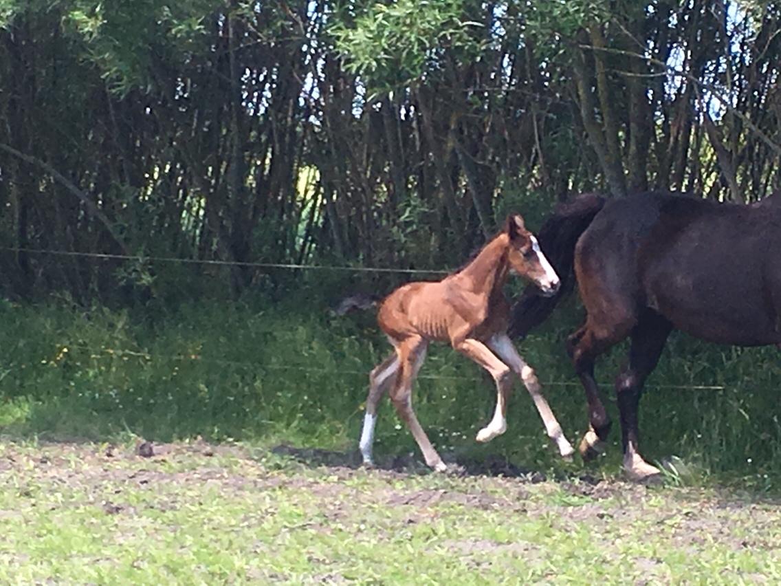 Dansk Varmblod A.B. Dodge Boy billede 10