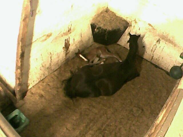 Dansk Varmblod A.B. Dodge Boy billede 12