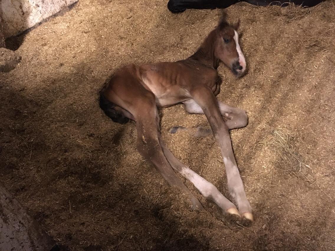 Dansk Varmblod A.B. Dodge Boy billede 11