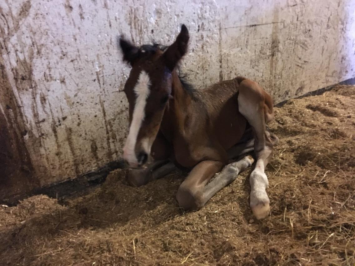 Dansk Varmblod A.B. Dodge Boy billede 13