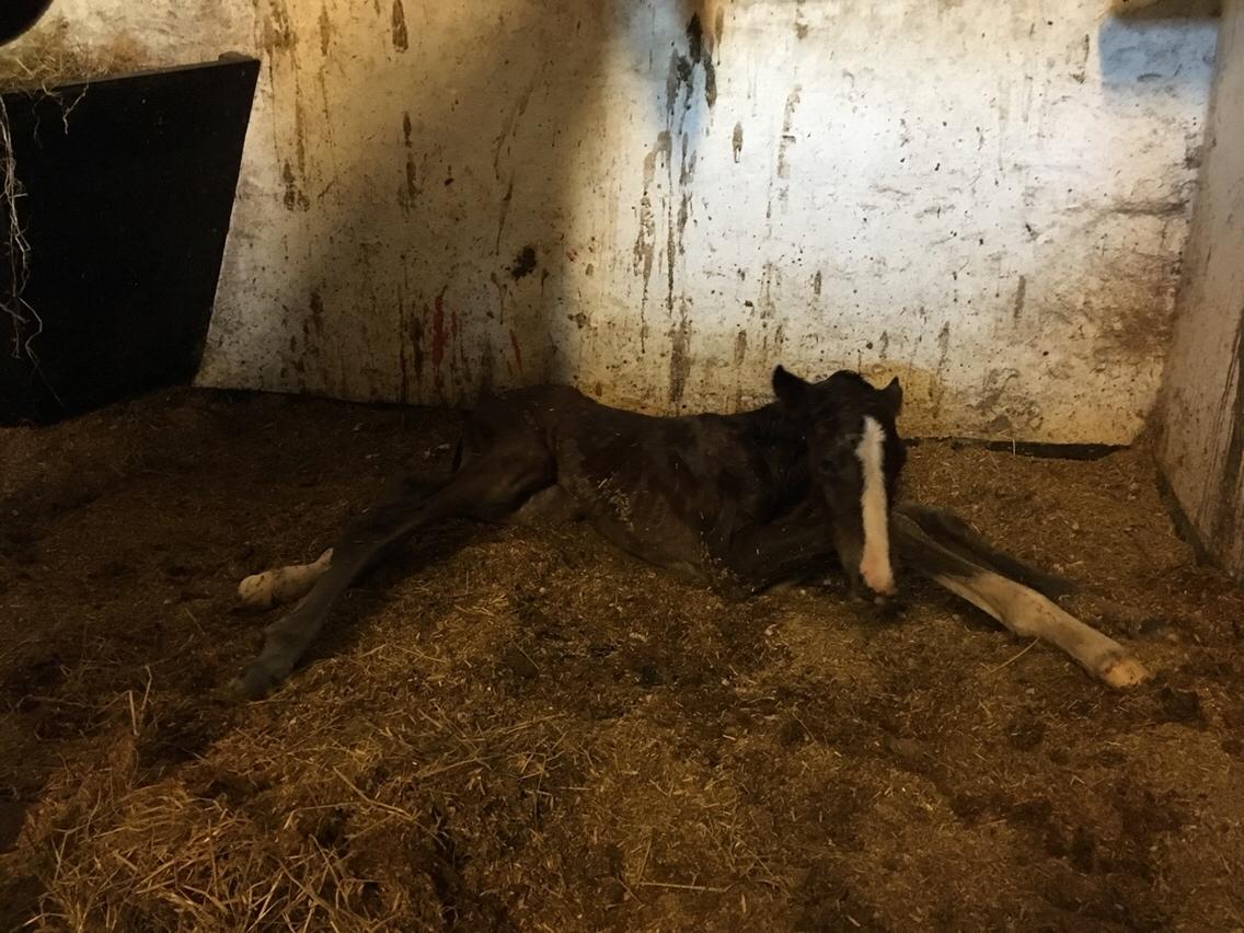 Dansk Varmblod A.B. Dodge Boy billede 14