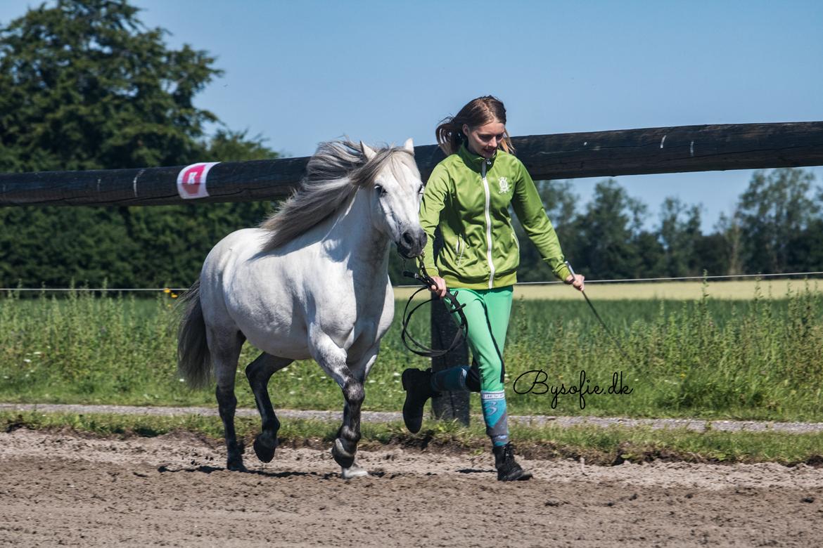 Welsh Mountain (sec A) Team J Nielsen's Felix - juli 2017 billede 12