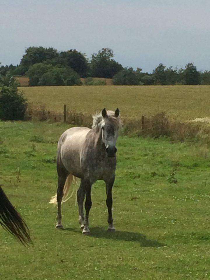 Anden særlig race Antares - tykke på græs ;)) billede 12