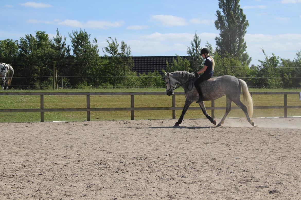 Anden særlig race Antares billede 4