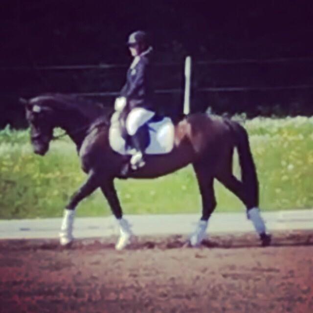 Trakehner Catwalk himmelhest billede 14