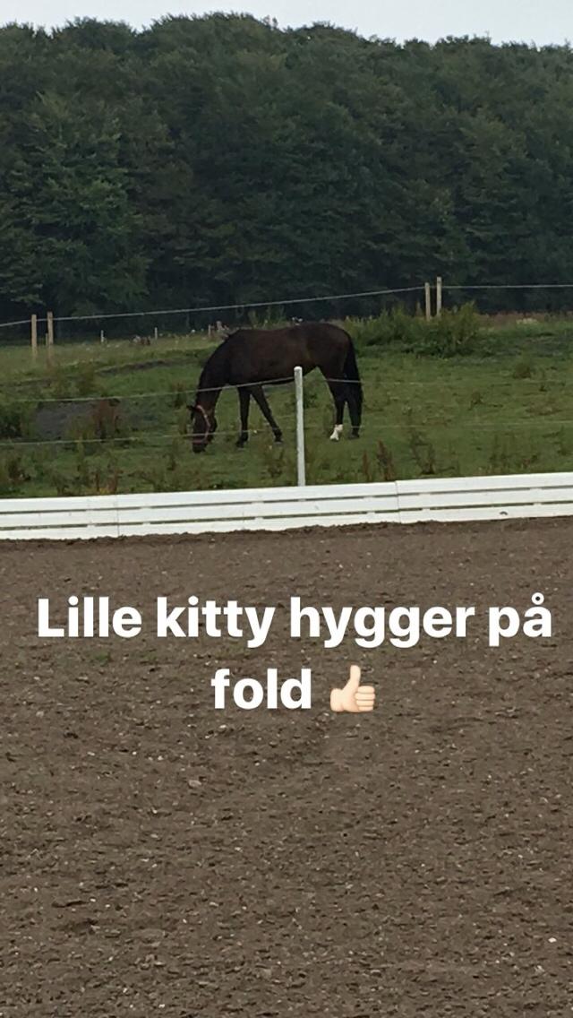 Trakehner Catwalk himmelhest billede 13