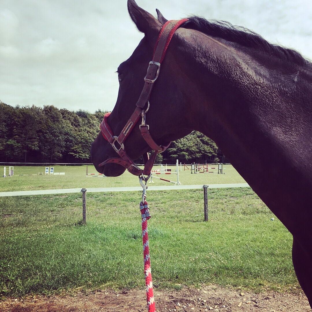 Trakehner Catwalk himmelhest billede 15