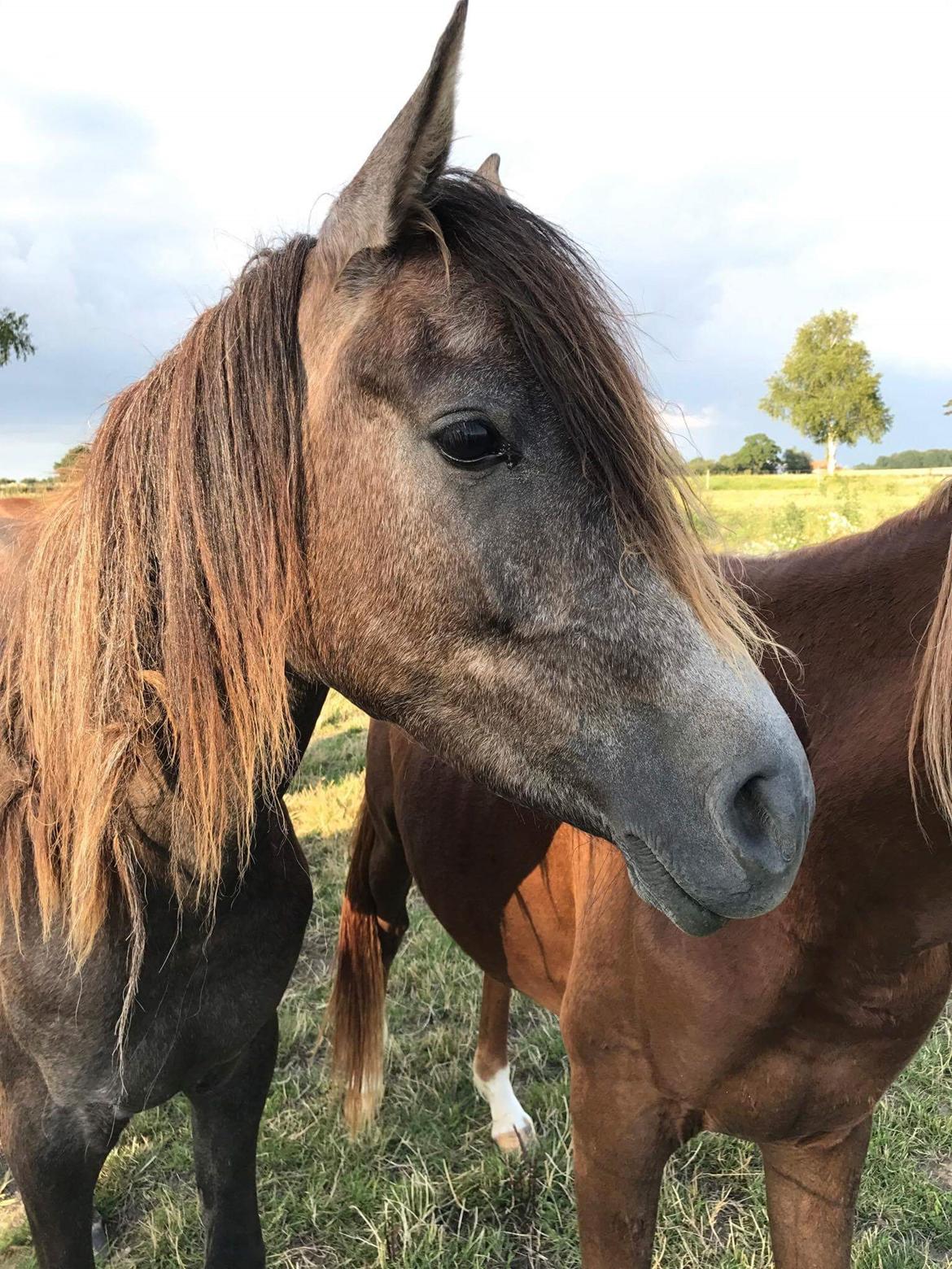 Arabisk fuldblod (OX) Grace billede 1