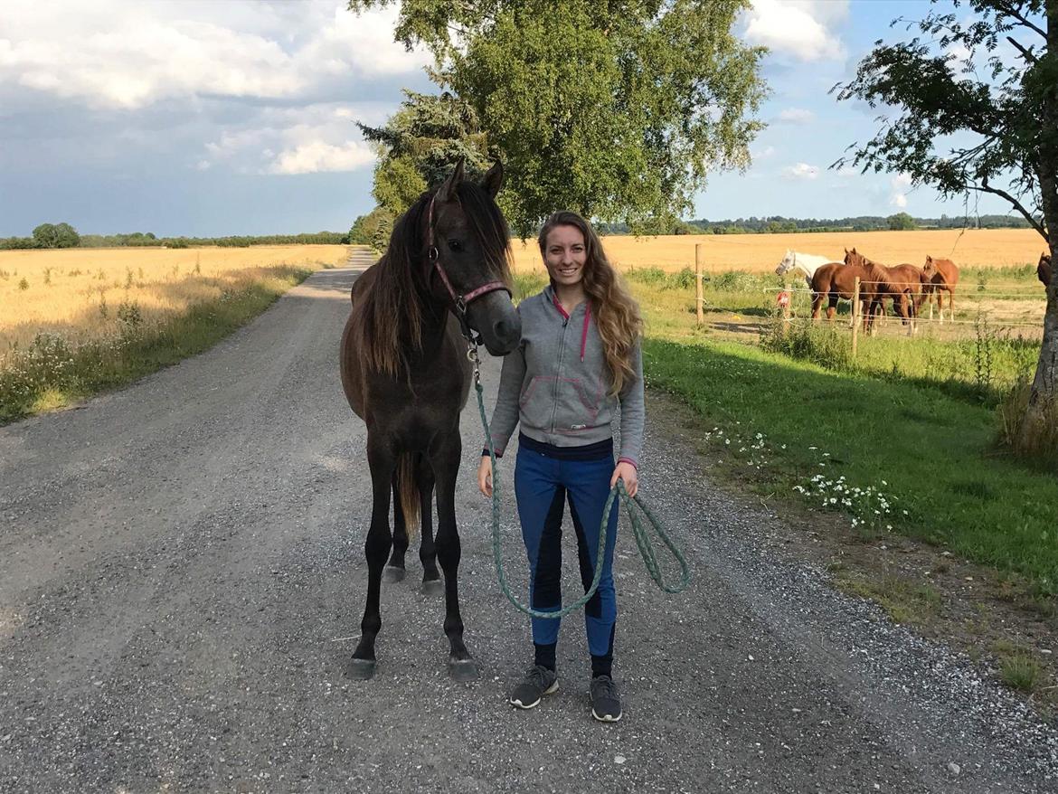 Arabisk fuldblod (OX) Grace billede 6