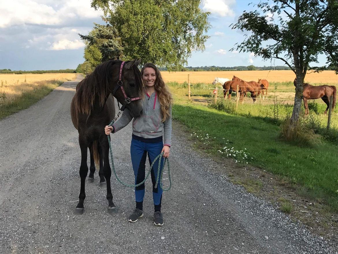 Arabisk fuldblod (OX) Grace billede 7