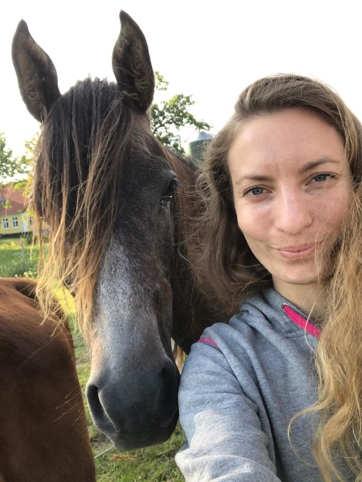 Arabisk fuldblod (OX) Grace billede 8