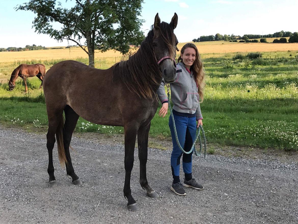 Arabisk fuldblod (OX) Grace billede 9