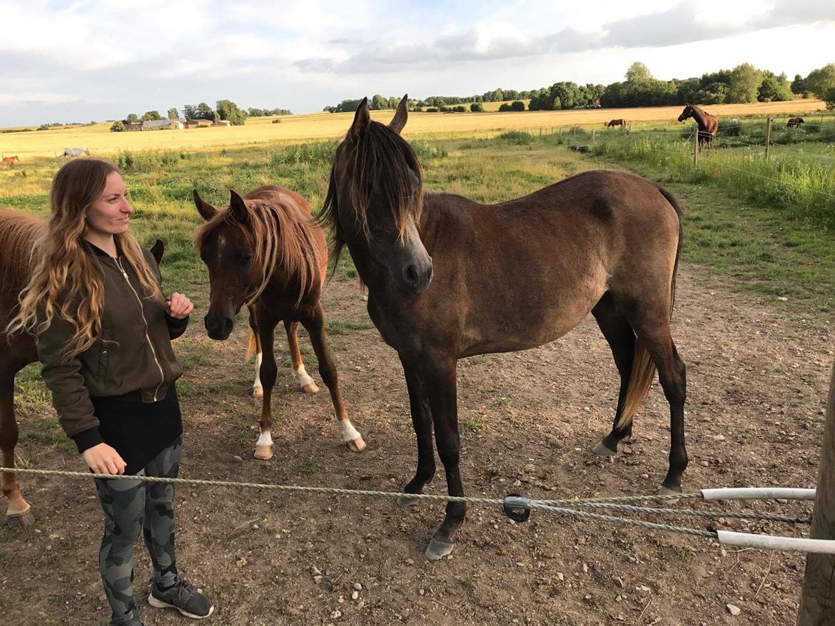 Arabisk fuldblod (OX) Grace billede 10