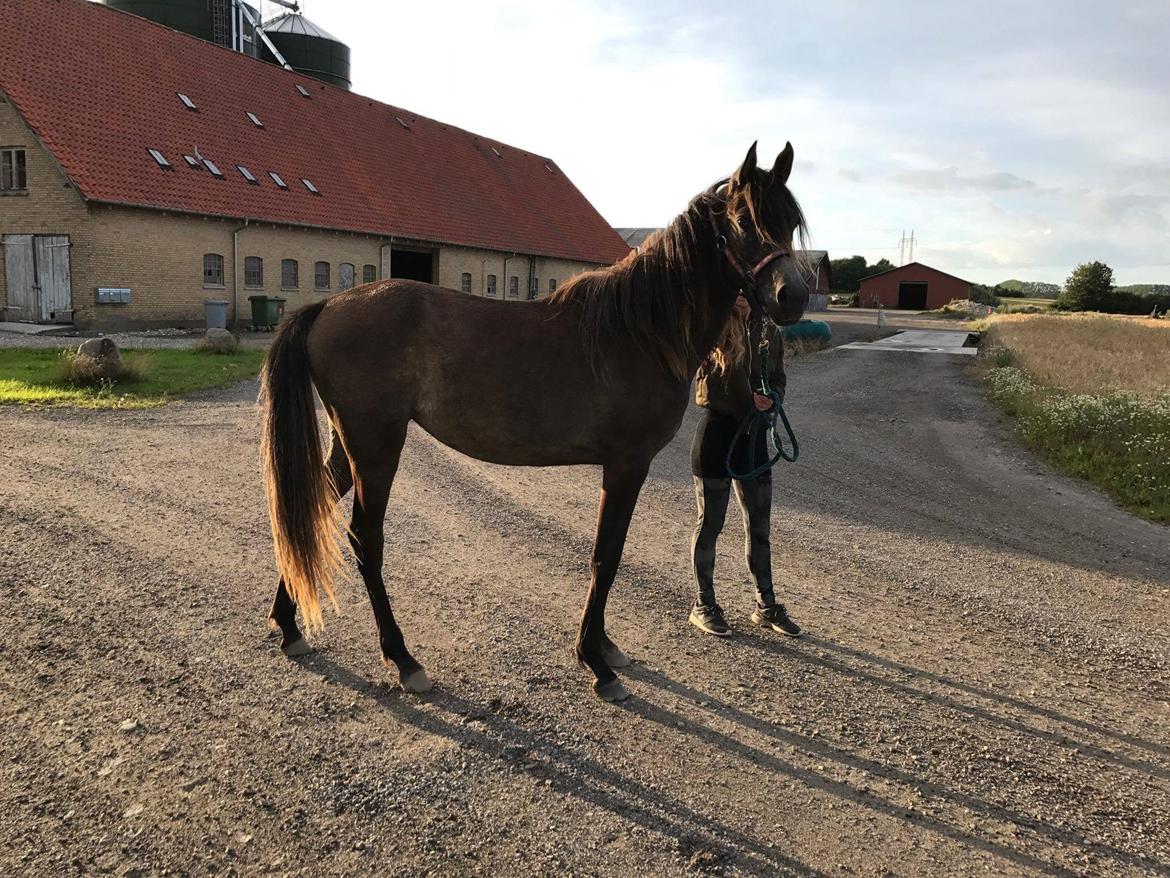 Arabisk fuldblod (OX) Grace billede 11