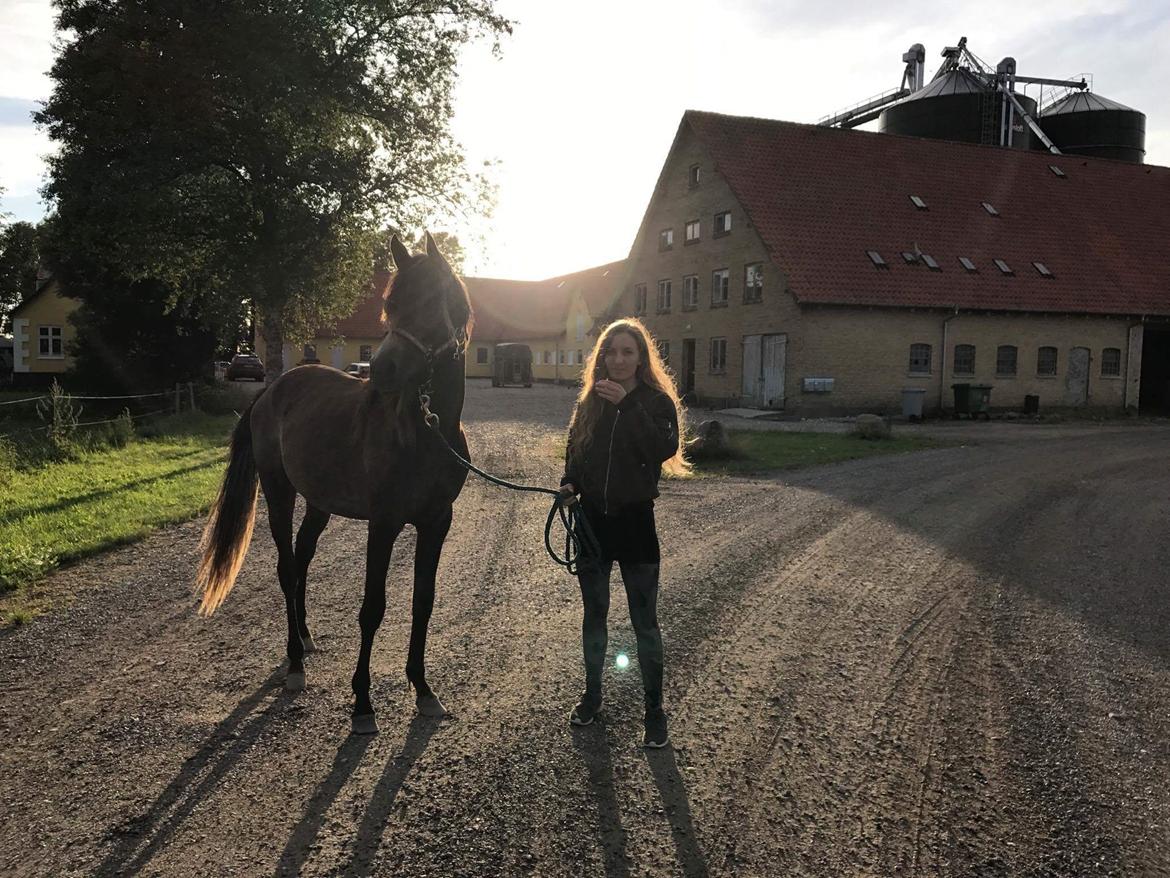 Arabisk fuldblod (OX) Grace billede 12