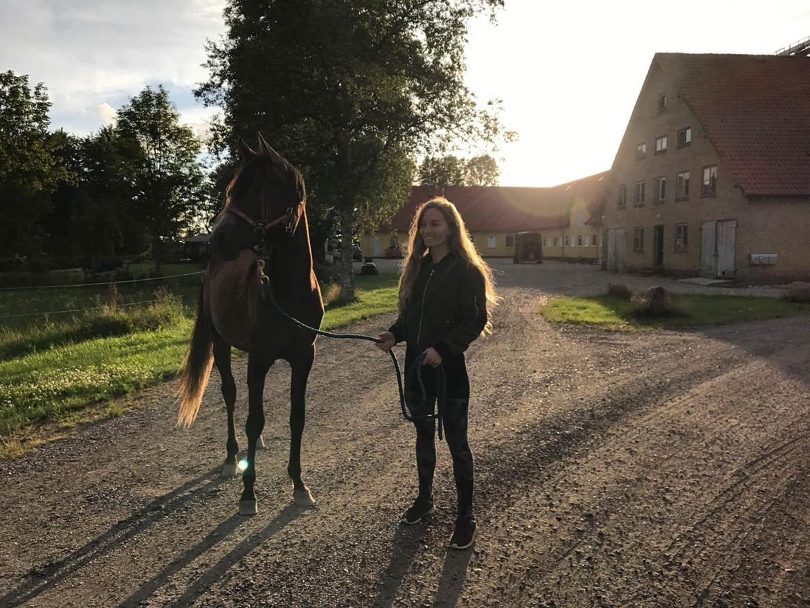 Arabisk fuldblod (OX) Grace billede 13