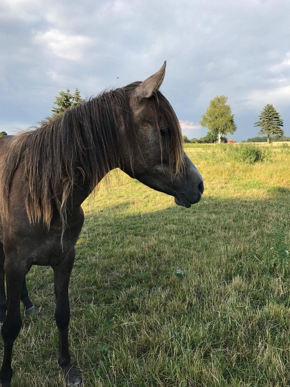 Arabisk fuldblod (OX) Grace billede 14