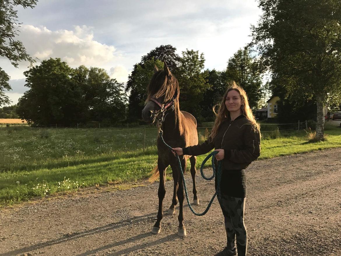 Arabisk fuldblod (OX) Grace billede 15