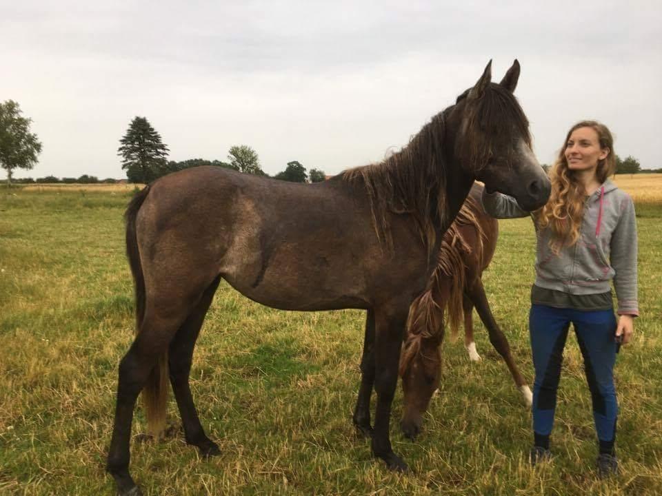 Arabisk fuldblod (OX) Grace billede 16