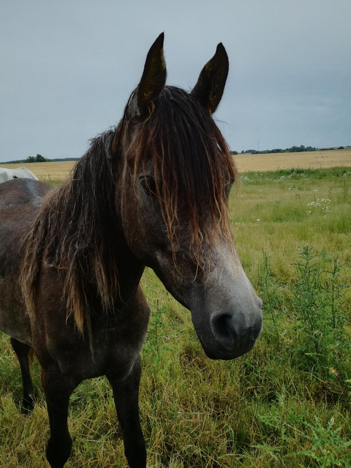 Arabisk fuldblod (OX) Grace billede 18