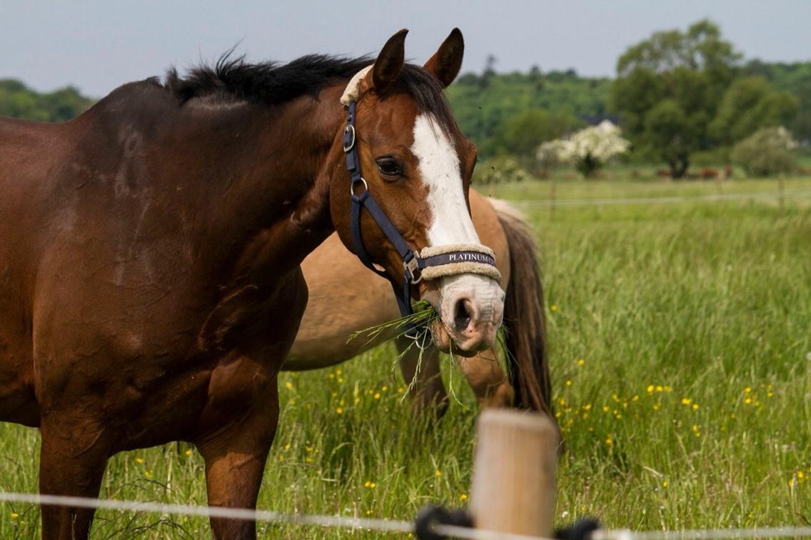 Westfaler Coloured Girl billede 7