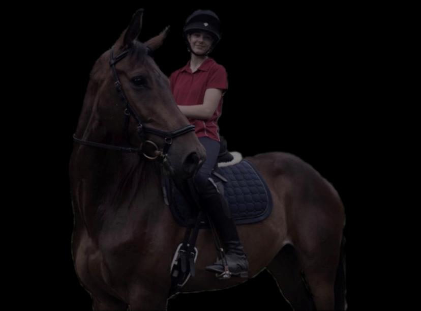 Dansk Varmblod Lundens don pedro billede 1