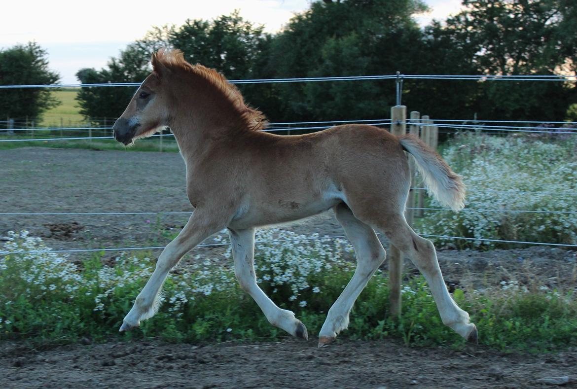 Welsh Cob (sec D) Melanders Check Me Out billede 16