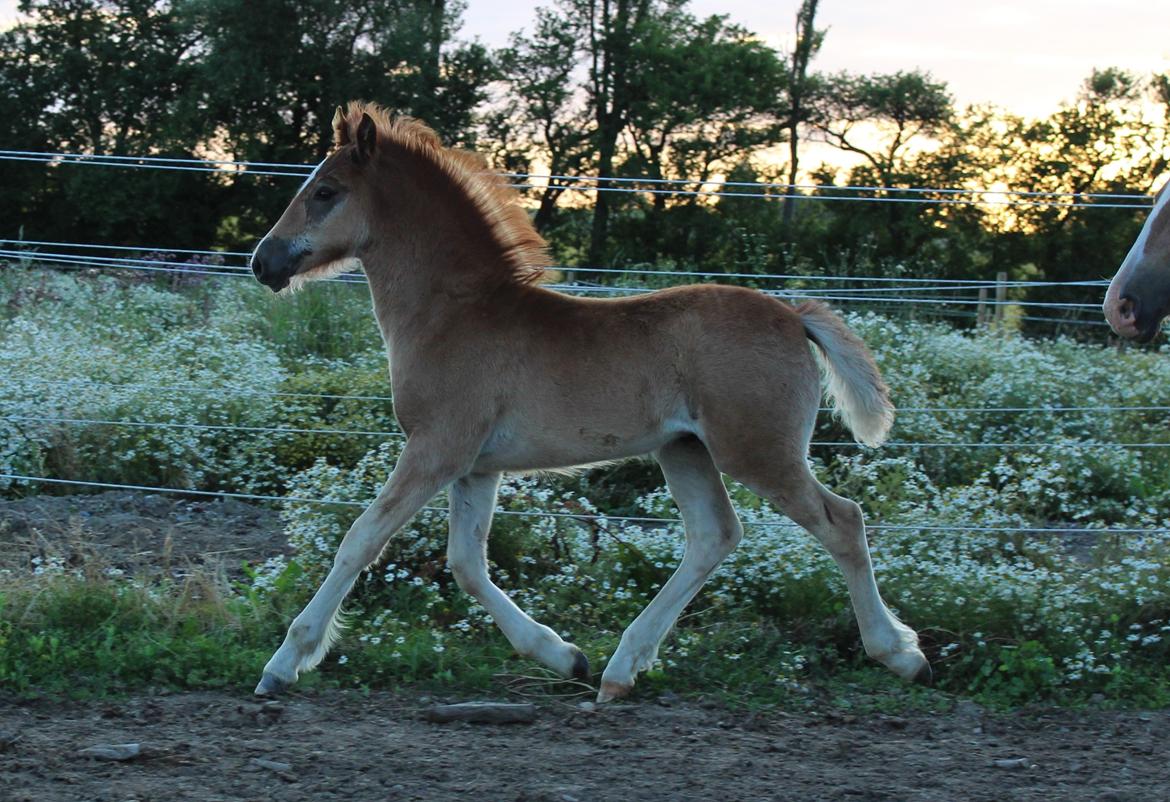 Welsh Cob (sec D) Melanders Check Me Out billede 17