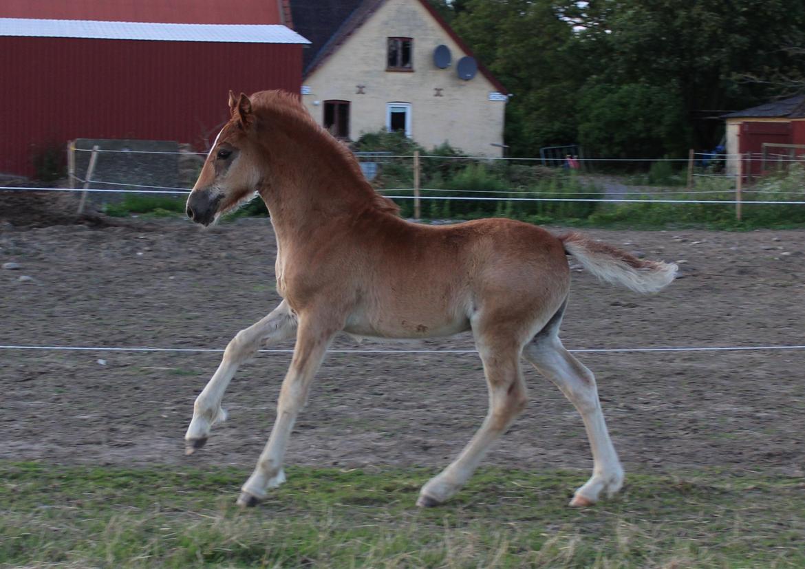 Welsh Cob (sec D) Melanders Check Me Out billede 18