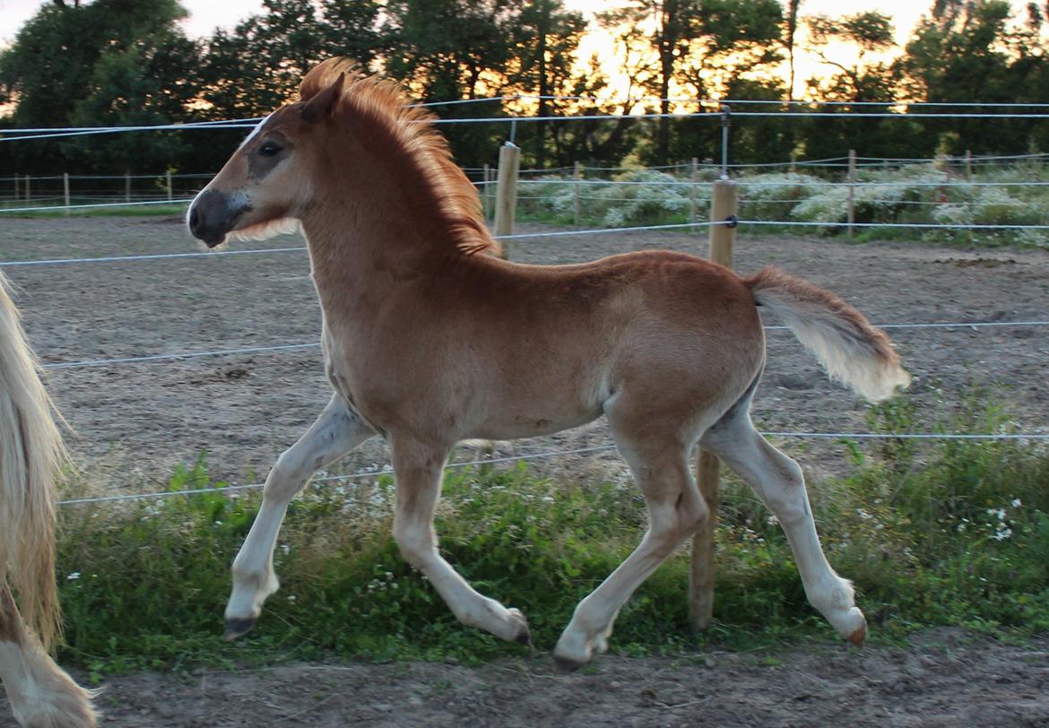 Welsh Cob (sec D) Melanders Check Me Out billede 19