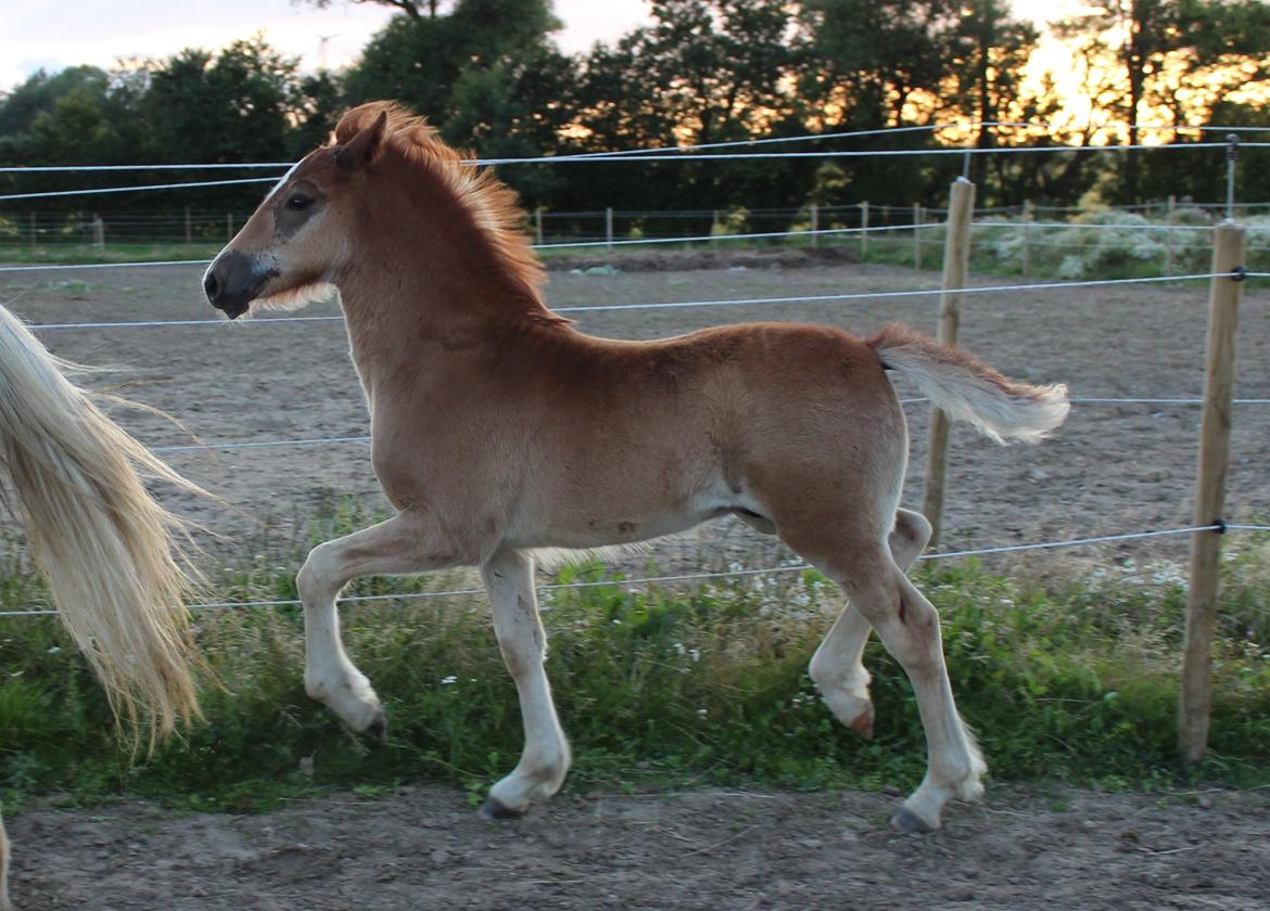 Welsh Cob (sec D) Melanders Check Me Out billede 20