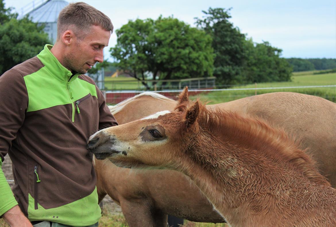 Welsh Cob (sec D) Melanders Check Me Out billede 21