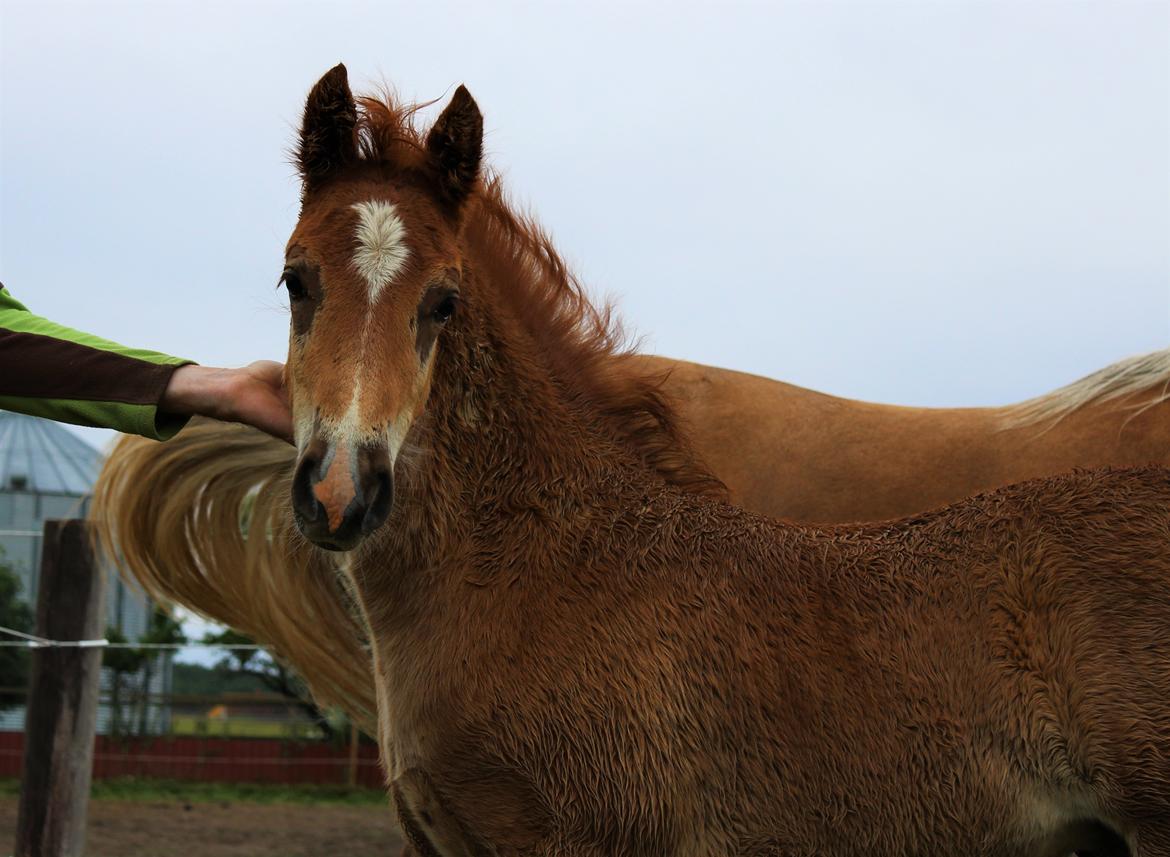 Welsh Cob (sec D) Melanders Check Me Out billede 22