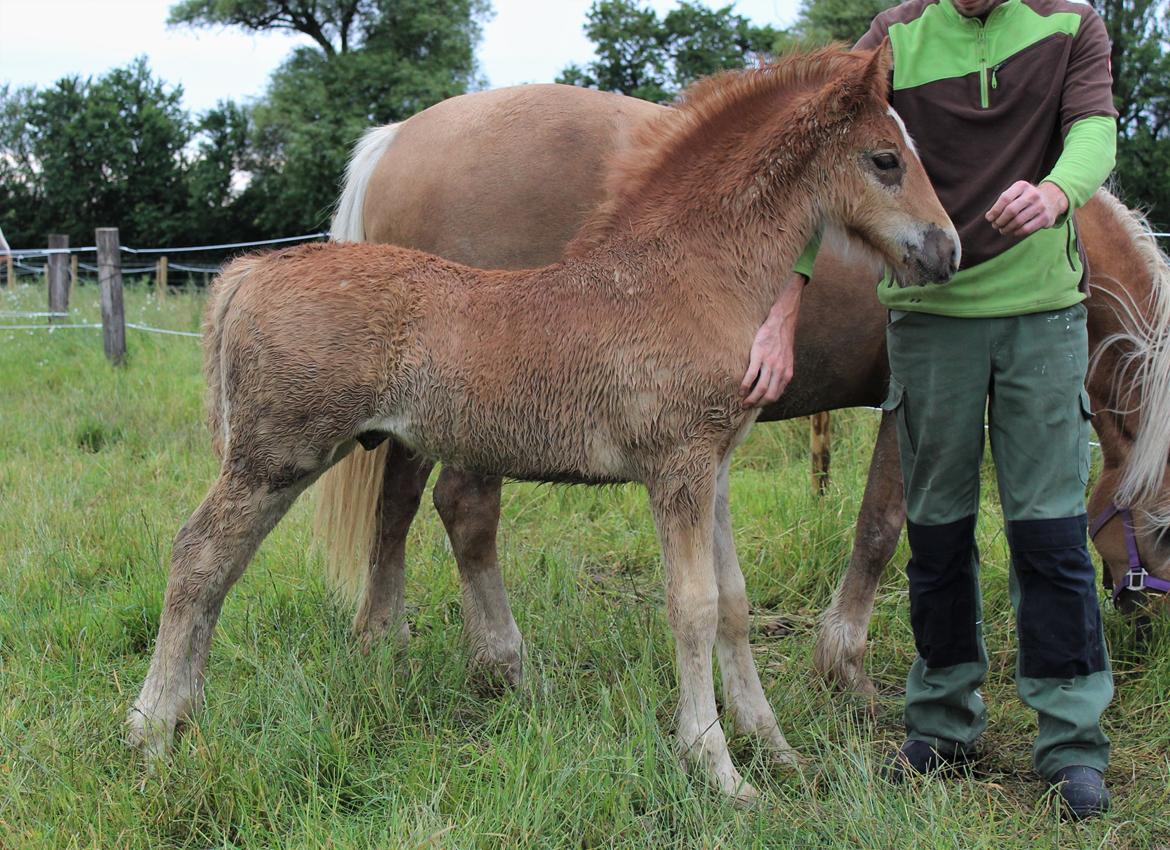 Welsh Cob (sec D) Melanders Check Me Out billede 23
