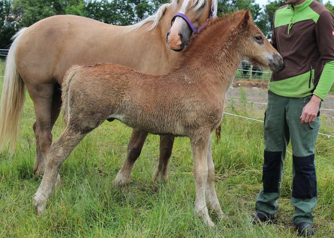 Welsh Cob (sec D) Melanders Check Me Out billede 24